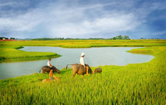 Về với quê hương